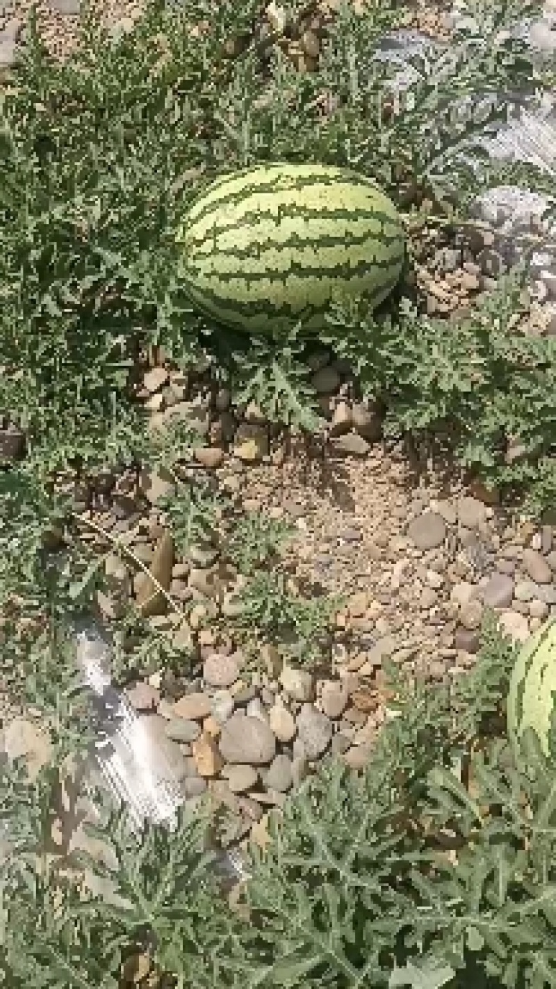 甘肃靖远硒砂瓜大量上市，有想法的联系