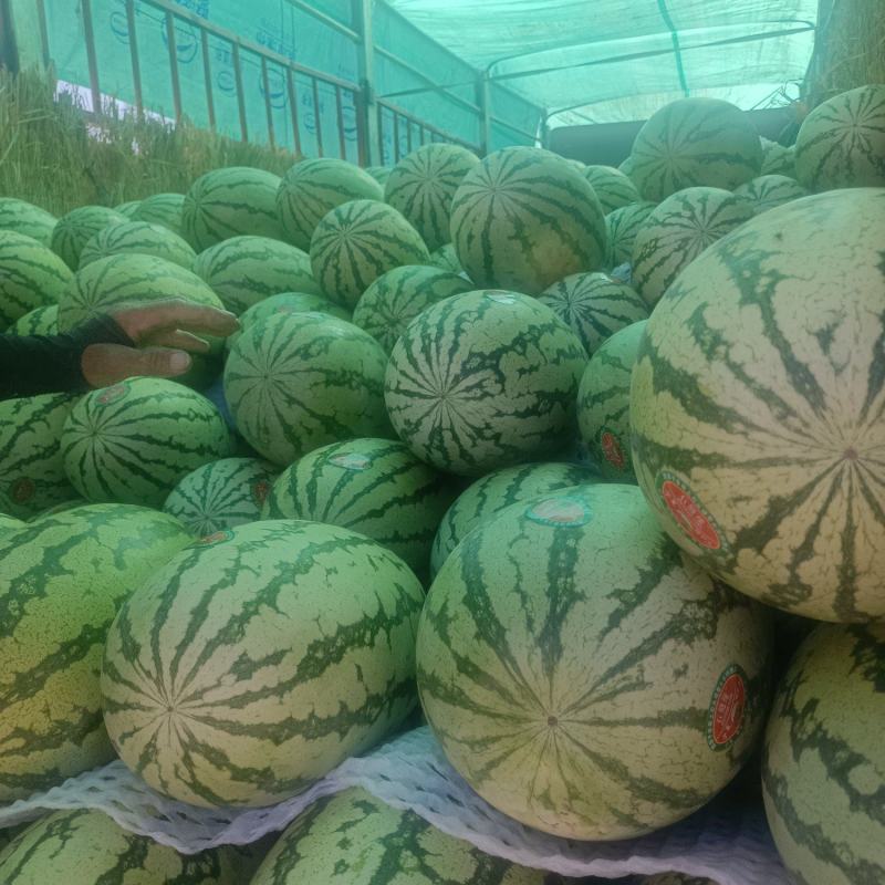 甘肃靖远硒砂瓜大量上市，有想法的联系