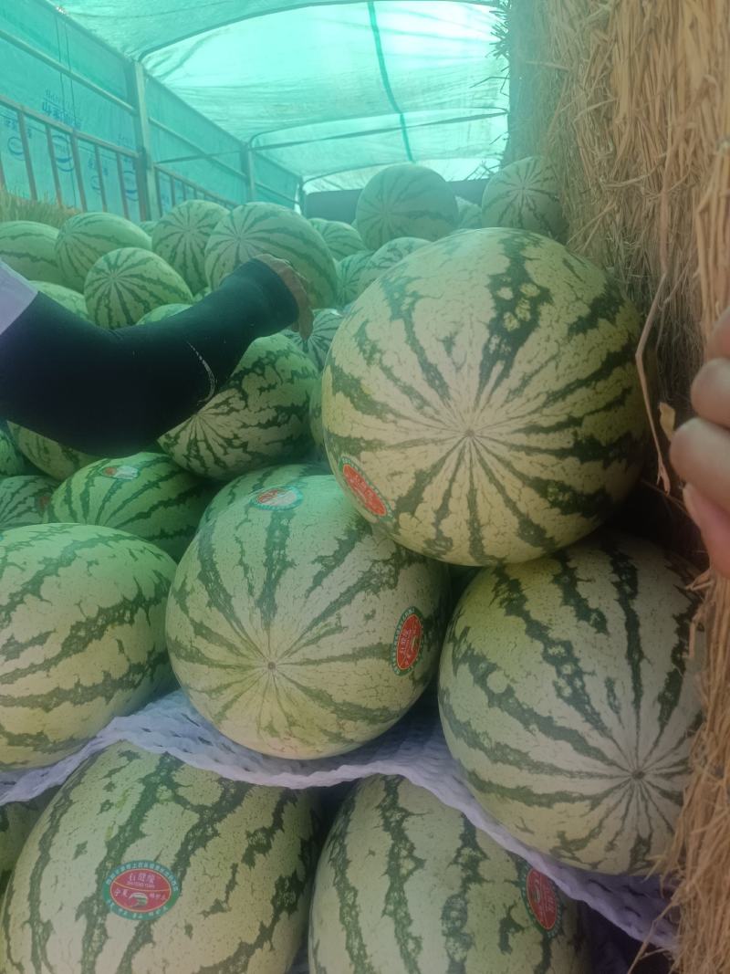 甘肃靖远硒砂瓜大量上市，有想法的联系