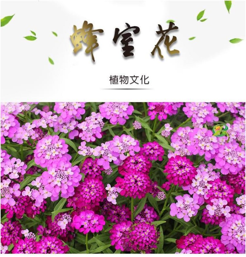 蜂室花种子四季种易播种活屈曲花种子庭院室外景观园林花卉种