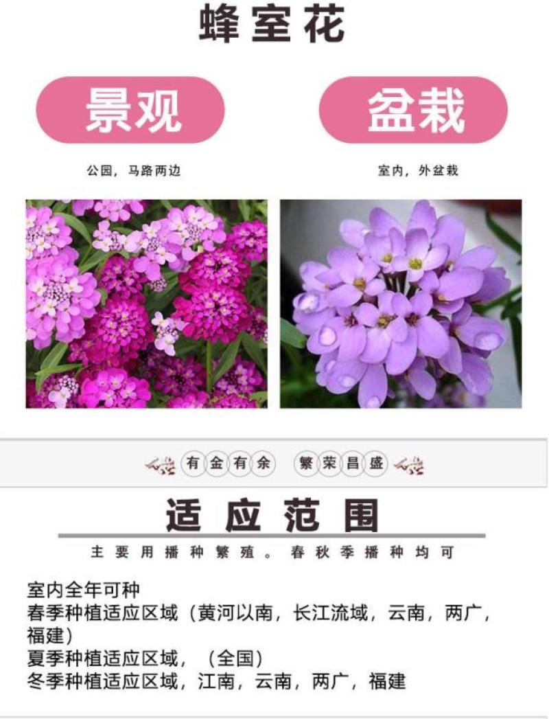 蜂室花种子四季种易播种活屈曲花种子庭院室外景观园林花卉种