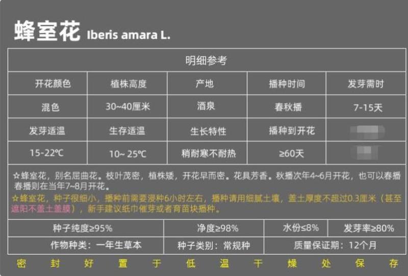 蜂室花种子四季种易播种活屈曲花种子庭院室外景观园林花卉种