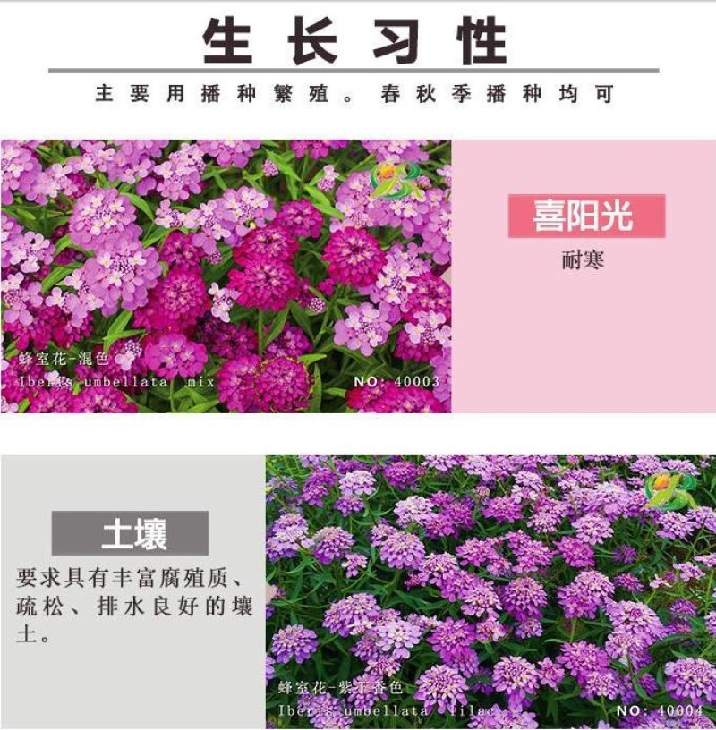 蜂室花种子四季种易播种活屈曲花种子庭院室外景观园林花卉种