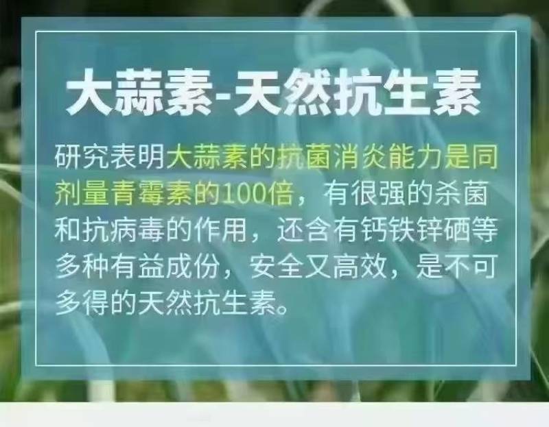 浓缩大蒜素——高效杀菌抗炎
