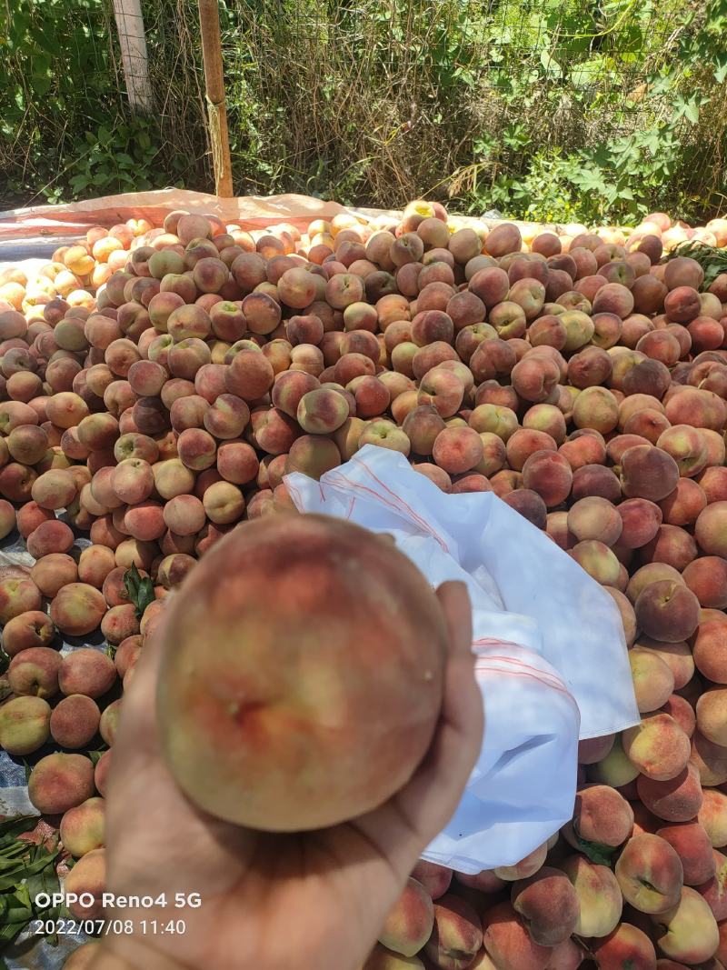 费县仓方早生大红桃，大红袍桃子，大量上市货源充足