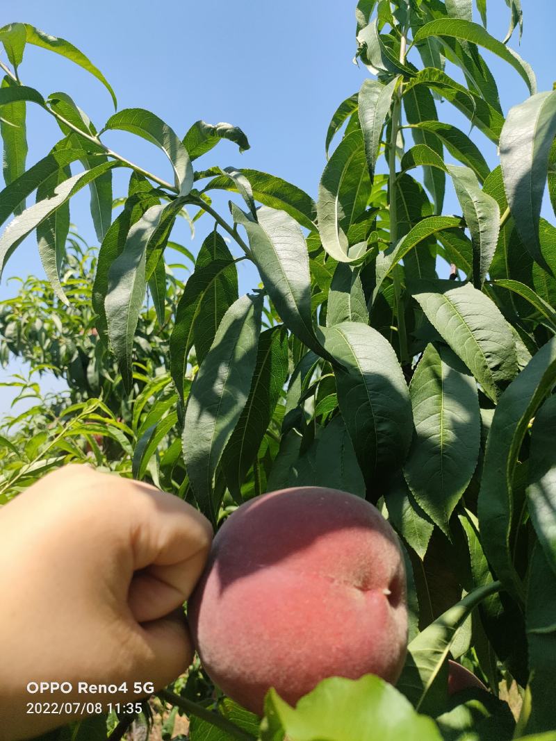 费县仓方早生大红桃，大红袍桃子，大量上市货源充足