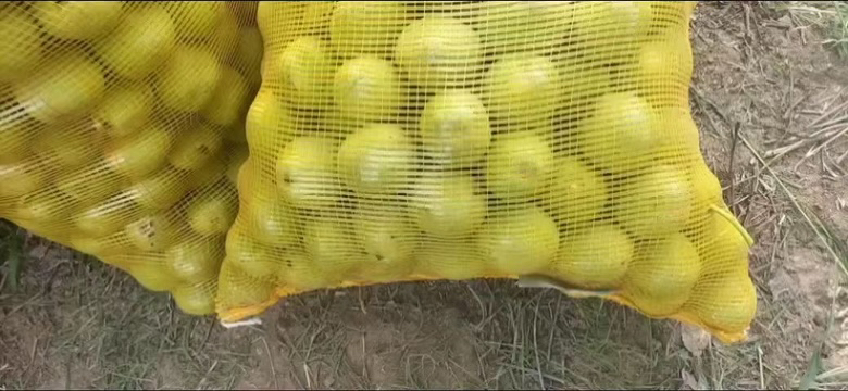 青皮核桃与健康警示