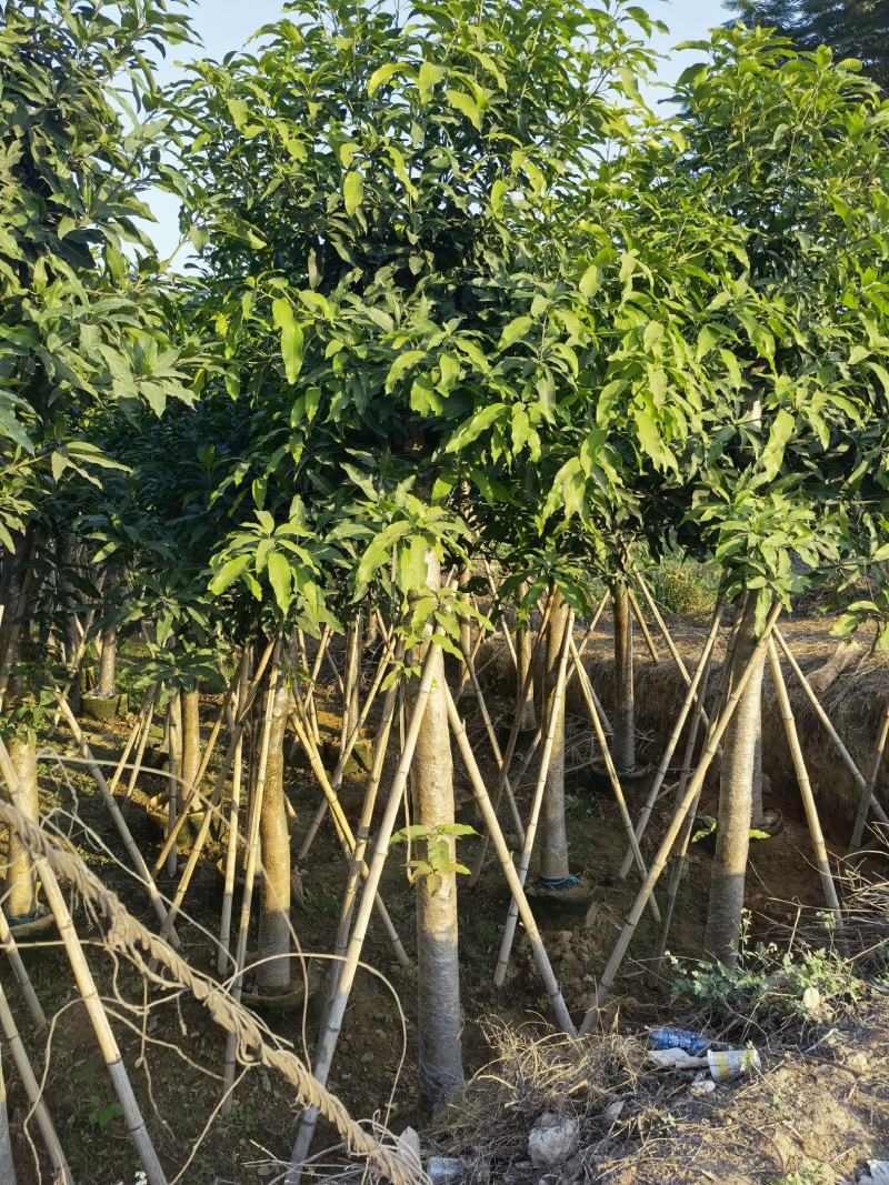 15公分-20公分芒果树