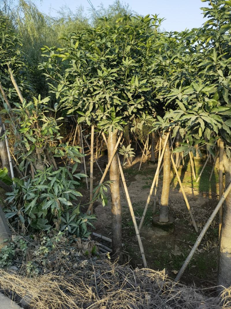 15公分-20公分芒果树