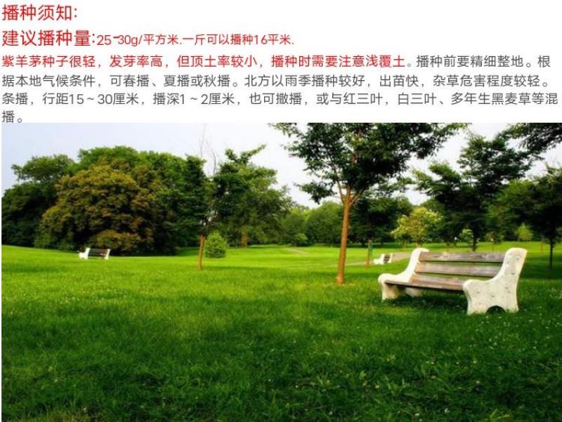 紫羊茅草种进口草籽庭院绿化耐寒东北适用护坡