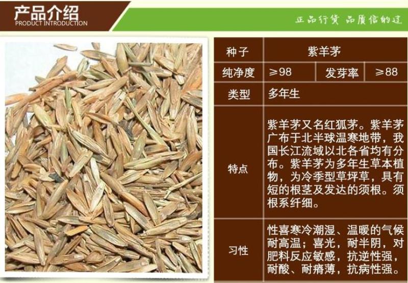 紫羊茅草种进口草籽庭院绿化耐寒东北适用护坡