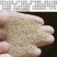 紫羊茅草种进口草籽庭院绿化耐寒东北适用护坡