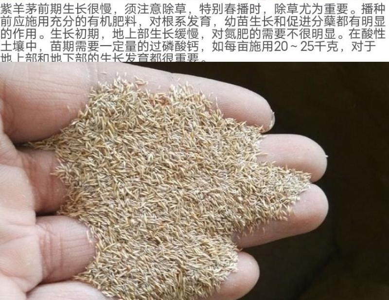 紫羊茅草种进口草籽庭院绿化耐寒东北适用护坡