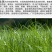 紫羊茅草种进口草籽庭院绿化耐寒东北适用护坡