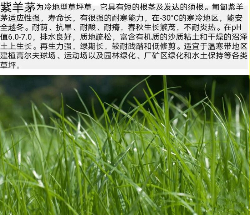 紫羊茅草种进口草籽庭院绿化耐寒东北适用护坡