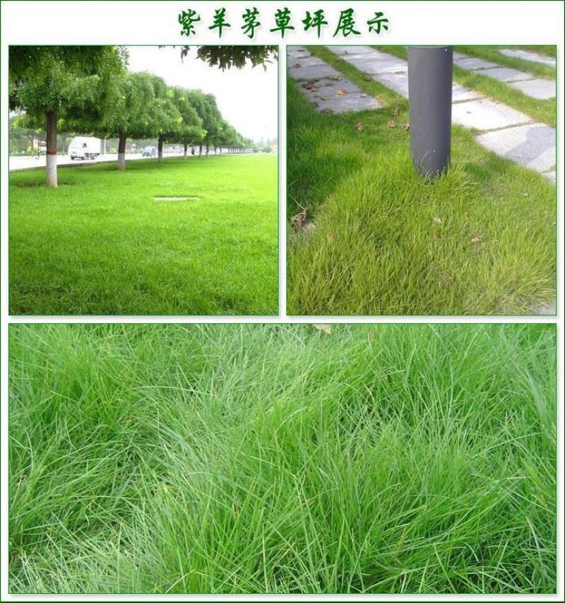 紫羊茅草种进口草籽庭院绿化耐寒东北适用护坡