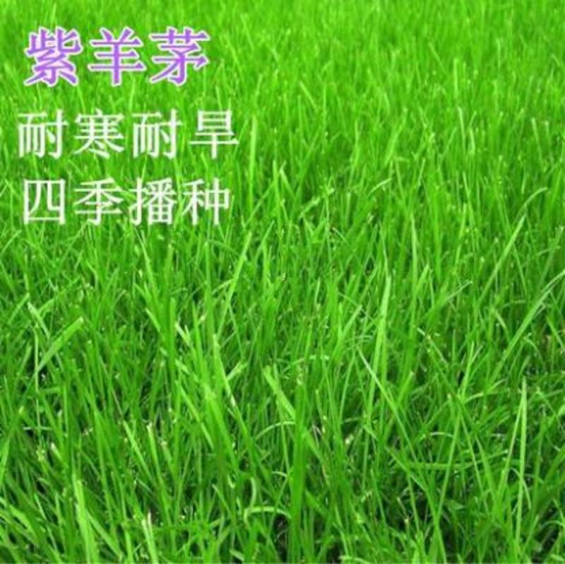 紫羊茅草种进口草坪牧草种子草籽庭院绿化耐寒东北适用护坡