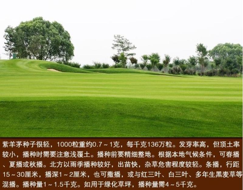 紫羊茅草种进口草籽庭院绿化耐寒东北适用护坡