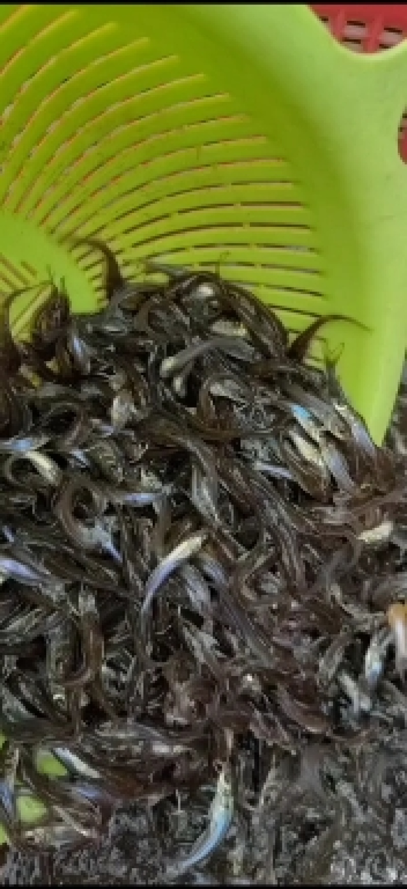 叉尾鮰鱼苗，优质斑点叉尾鱼苗，易养易大，鱼场直供