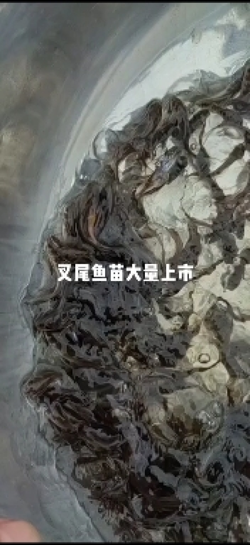 叉尾鮰鱼苗，优质斑点叉尾鱼苗，易养易大，鱼场直供