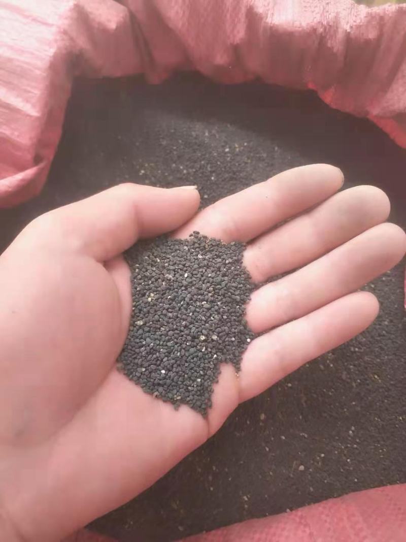 黄芩种子