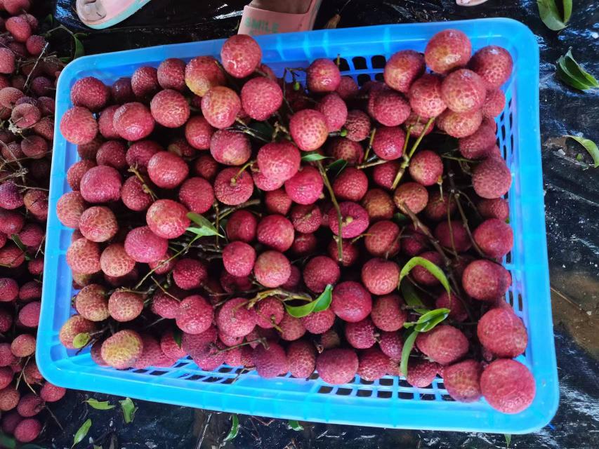 桂味荔枝与越南红花荔枝市场流通对比图