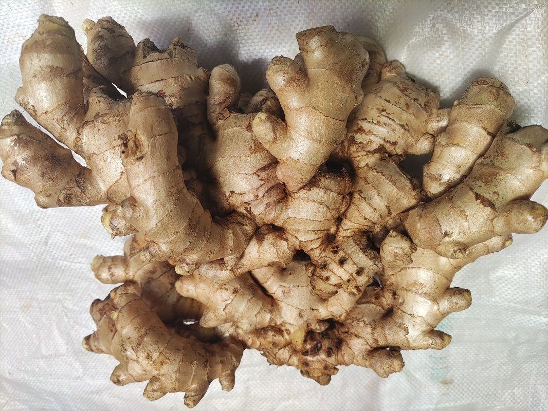 新鲜的小黄姜整株实物图,展示其嫩黄色表皮和完整根茎结构 小黄姜实物图