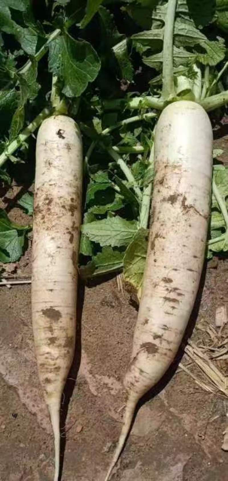萝卜陕西萝卜基地种植发货量大价优田间地头看货发货