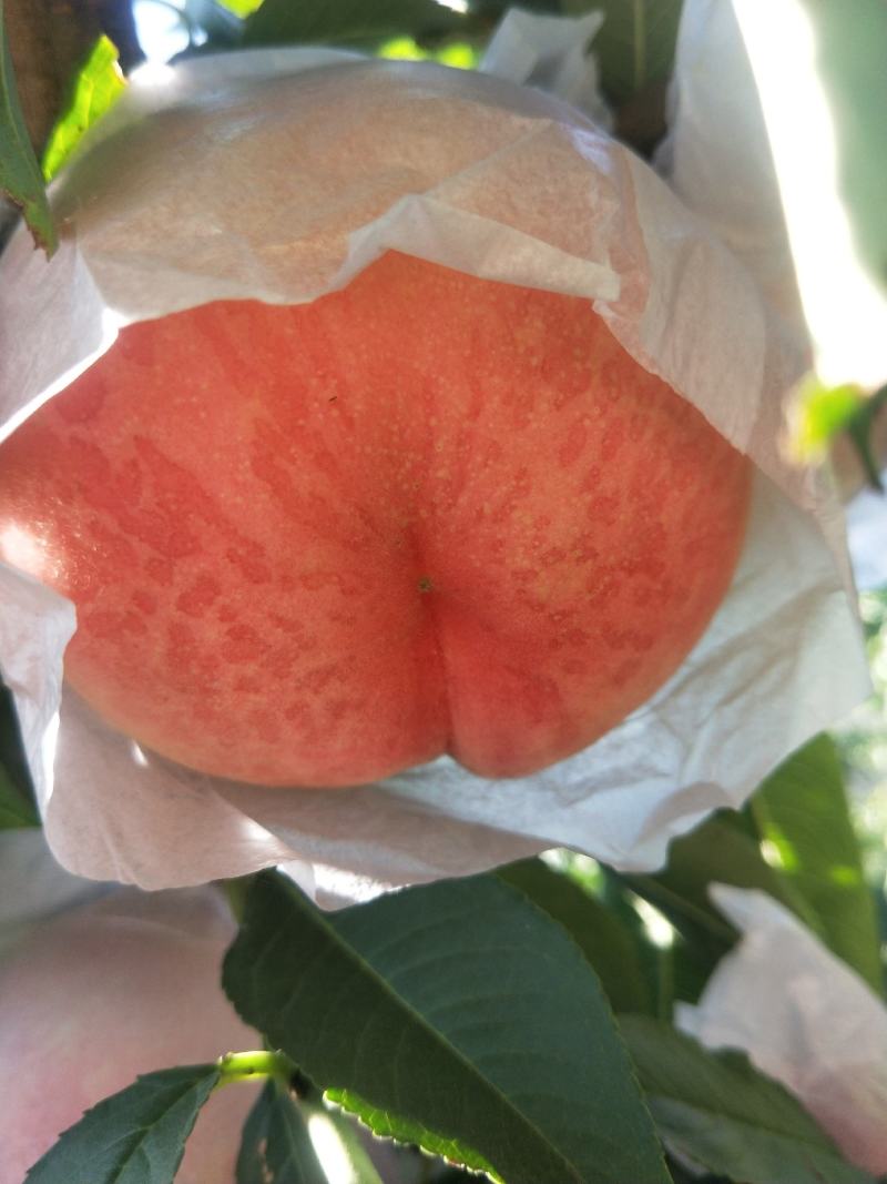 精品红不软毛桃个大，口感脆甜色泽鲜艳基地直接供应！