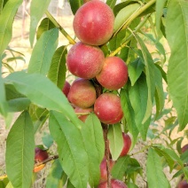 珍珠枣蜜桃枣味油桃