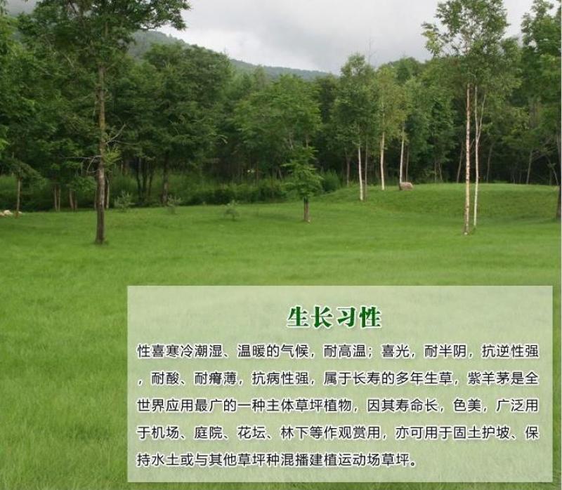 庭院草籽草坪茅草紫羊茅护坡种子矮生绿化固土种子工程种籽