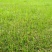 庭院草籽草坪茅草紫羊茅护坡种子矮生绿化固土种子工程种籽