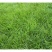 庭院草籽草坪茅草紫羊茅护坡种子矮生绿化固土种子工程种籽