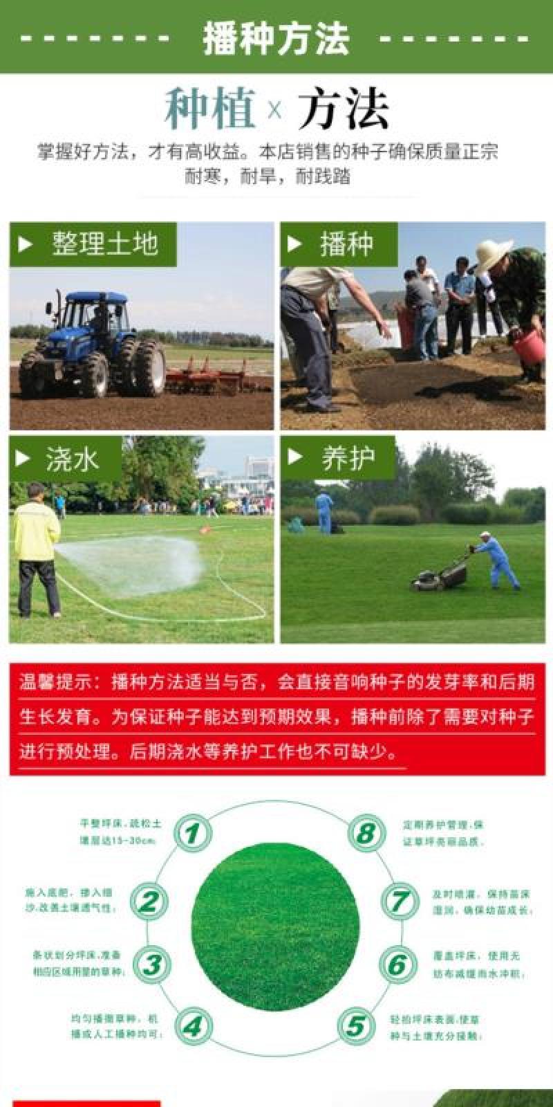 庭院草籽草坪茅草紫羊茅护坡种子矮生绿化固土种子工程种籽