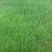 庭院草籽草坪茅草紫羊茅护坡种子矮生绿化固土种子工程种籽