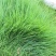 庭院草籽草坪茅草紫羊茅护坡种子矮生绿化固土种子工程种籽