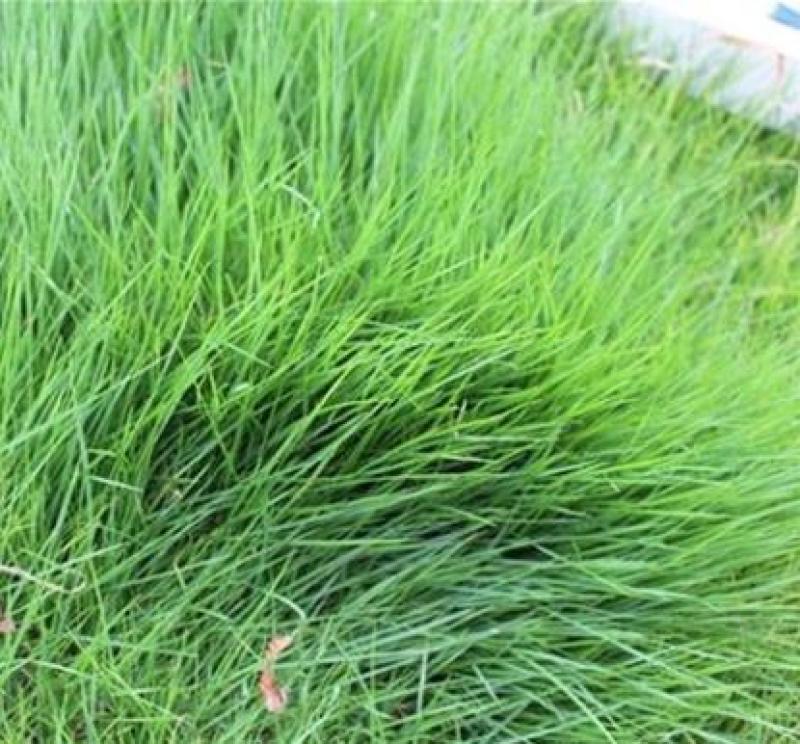 庭院草籽草坪茅草紫羊茅护坡种子矮生绿化固土种子工程种籽