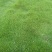 庭院草籽草坪茅草紫羊茅护坡种子矮生绿化固土种子工程种籽