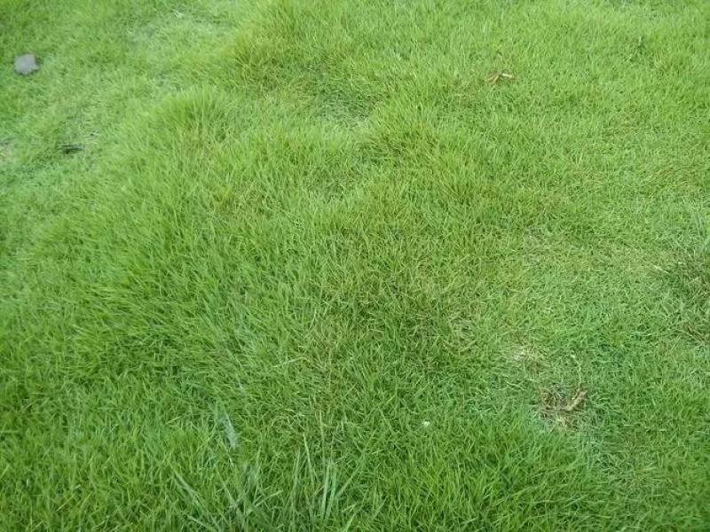 庭院草籽草坪茅草紫羊茅护坡种子矮生绿化固土种子工程种籽