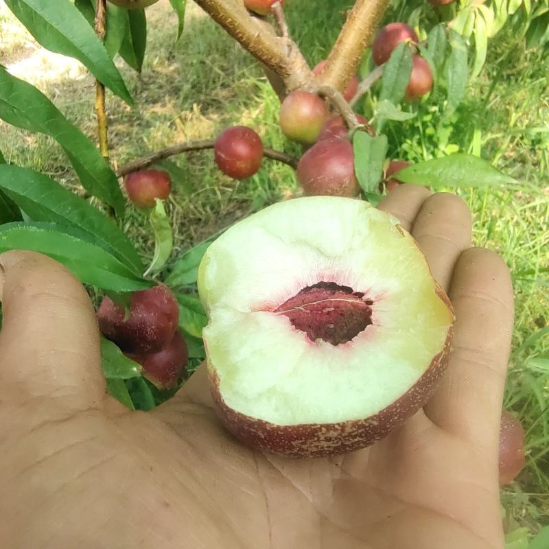 珍珠枣蜜桃枣味油桃