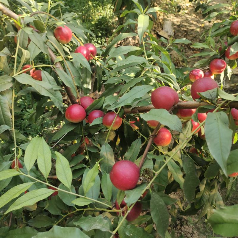 珍珠枣蜜桃枣味油桃