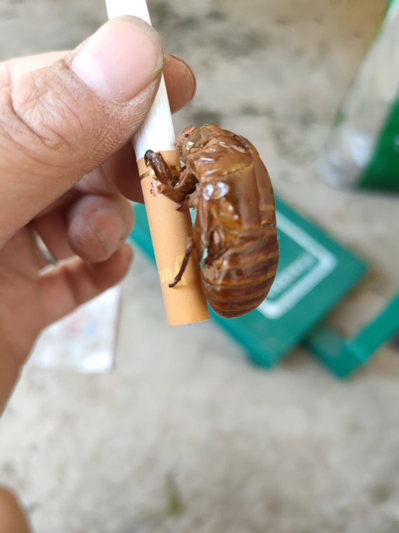 知了壳。有需要的老板可与我联系，价格美丽。
