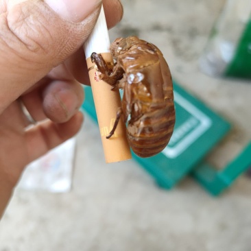 知了壳。有需要的老板可与我联系，价格美丽。