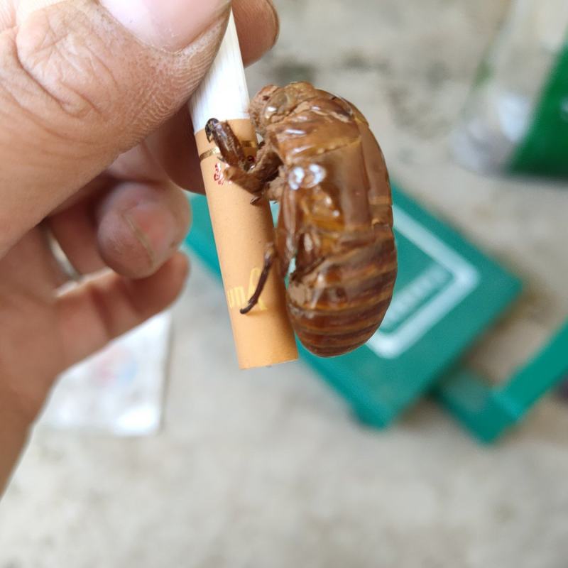 知了壳。有需要的老板可与我联系，价格美丽。