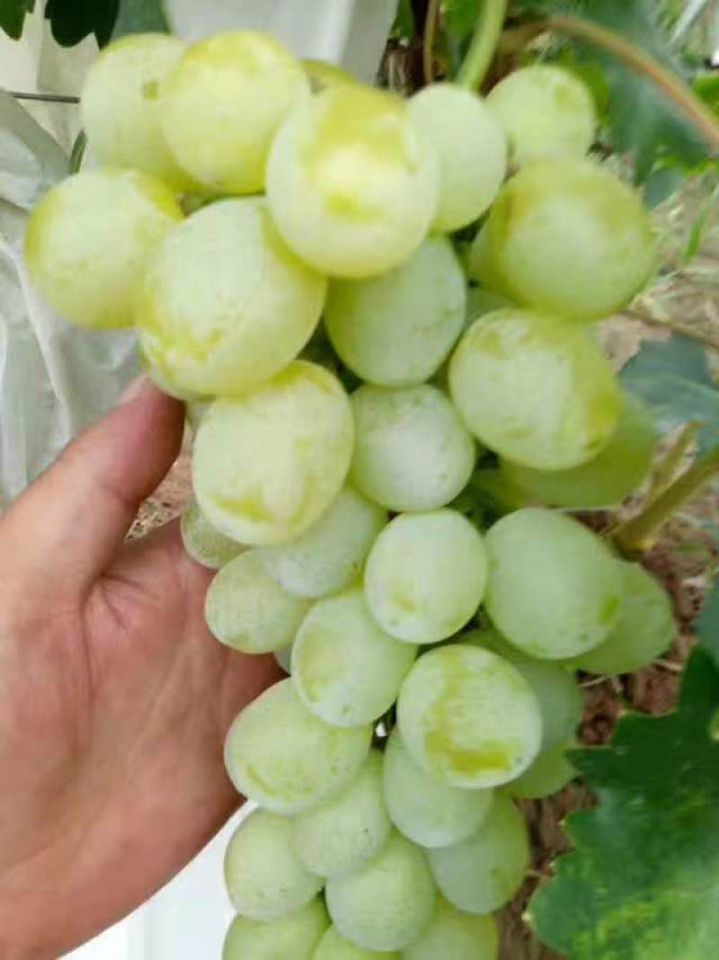 大棚维多利亚15号大量上市，代办我是专业的欢迎大家咨询