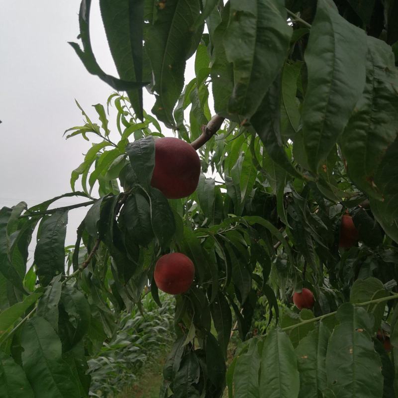 红梅，4-5两桃子