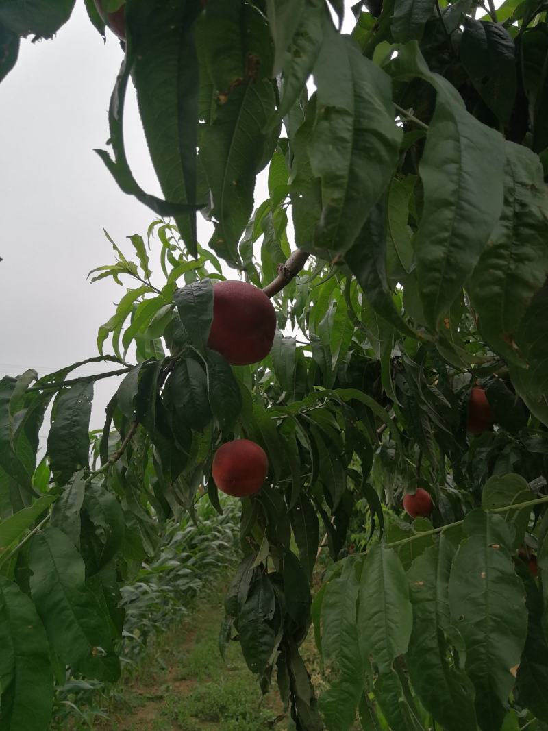 红梅，4-5两桃子