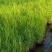 优质芦苇苗50-100易成活，苗壮根须多。野生抗寒