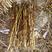 优质芦苇苗50-100易成活，苗壮根须多。野生抗寒