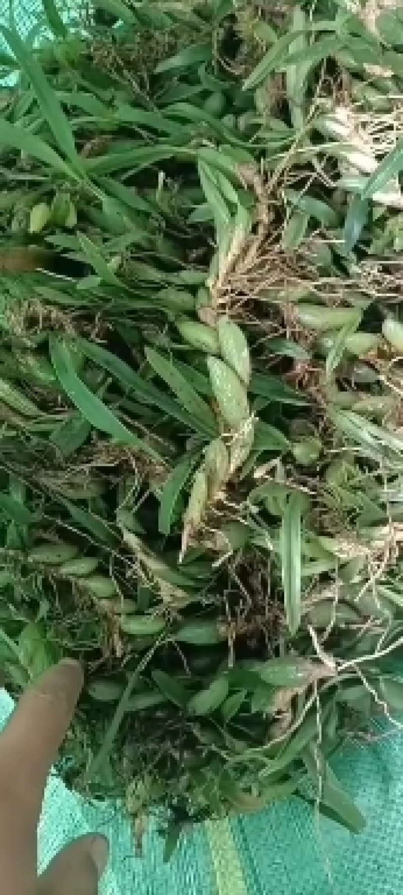 双叶小果石橄榄